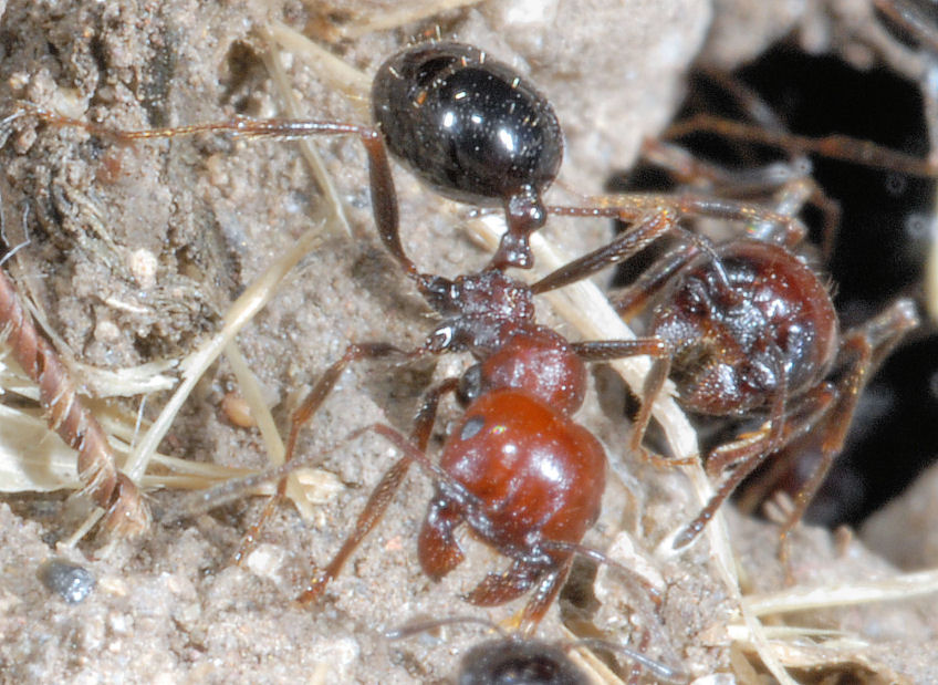 Formiche in onore di Ezio Sgr� - Tetramonium